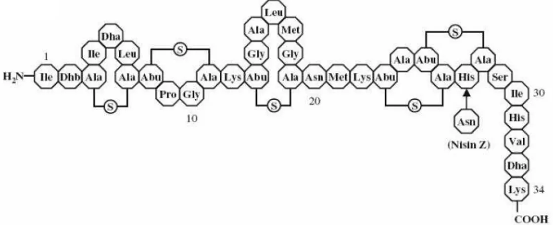 Figura  2  –  Fórmula  estrutural  da  nisina  A,  com  representação  da  substituição  da  His27  por Asn27 para a nisina Z (EFSA, 2006)