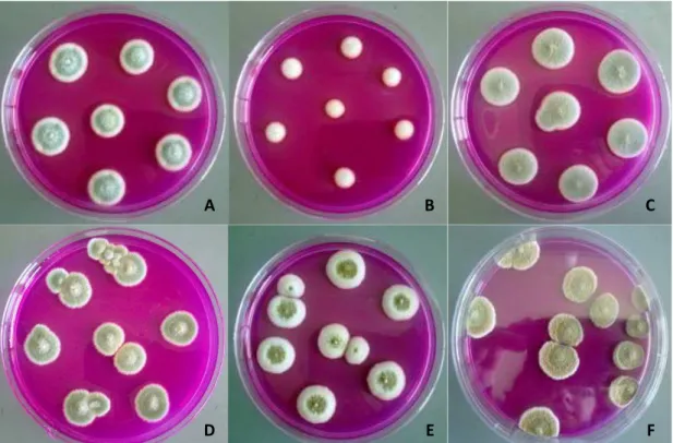 Figura  4  -  Identificação  de  bolores  desenvolvidos  na  superfície  de  produtos  cárneos  transformados