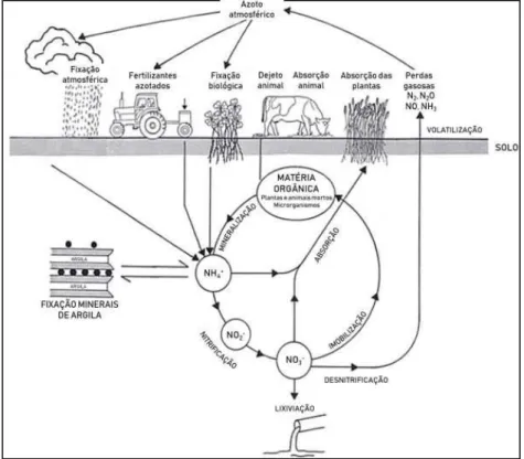 Figura 1 - Ciclo do azoto no solo (adaptado de Di e Cameron (2002)). 