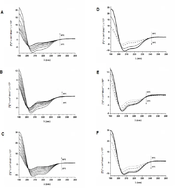 Figura  12.  Espectro  CD  dos  peptideos  Dc  1  (A),  Dc  1.1  (B)  e  Dc  1.2  (C)  no  intervalo  de  temperatura  25  ºC  a 95  ºC  e  spectro  CD  dos  peptideos  Dc1  (D),  Dc  1.1 (E) e Dc 1.2 (F) no intervalo de temperatura 95 ºC 25 ºC