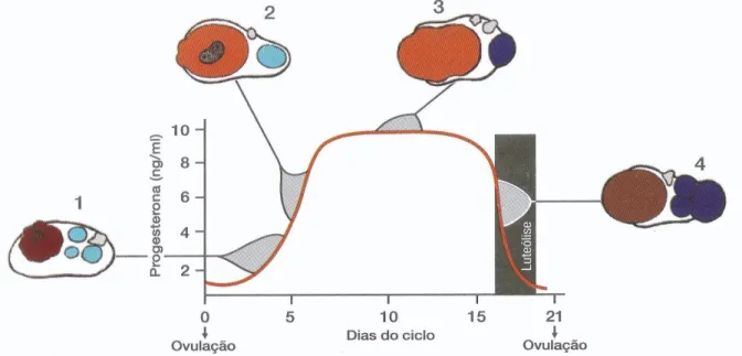 Figura  1  -  O  Ciclo  éstrico  bovino.  Morfologia  do  Corpo  Lúteo  e  o  perfil  da  Progesterona  plasmática