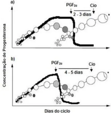 Figura  7  -  Efeito  do  estado  de  desenvolvimento  folicular  sobre  o  tempo  entre  a  administração de PGF 2α e a exibição do cio, em bovinos