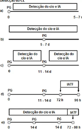 Figura 8 - Representação esquemática de protocolos baseados no uso exclusivo da PGF 2α , para a sincronização do estro em bovinos