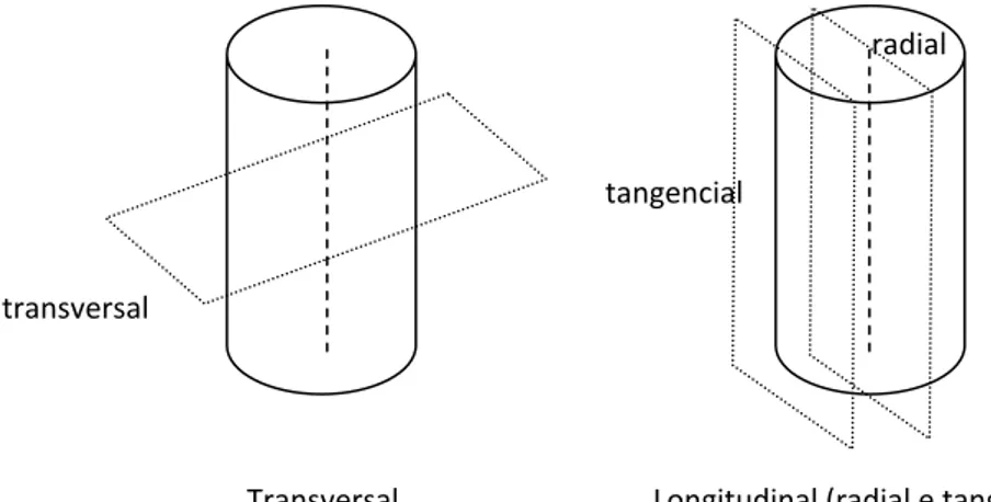 Figura 1.4 Representação  esquemática dos  três planos fundamentais da madeira: transversal  e  longitudinal  radial e tangencial 