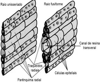 Figura  1.7  Representação esquemática da  estrutura de  raios  de  uma  resinosa:  raio unisseriado  e fusiforme  (adaptado de Bowyer et al., 2007) 