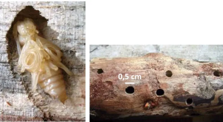 Figura  2.9  Pupa  na  câmara  pupal  do  inseto  vetor,  Monochamus  galloprovincialis  e  vários  orifícios  de  emergência do inseto vetor (adaptado de Naves, 2007) 