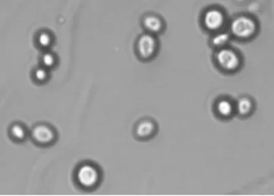 Figura 1.3 Observação microscópica de Saccharomyces cerevisiae (x400). 