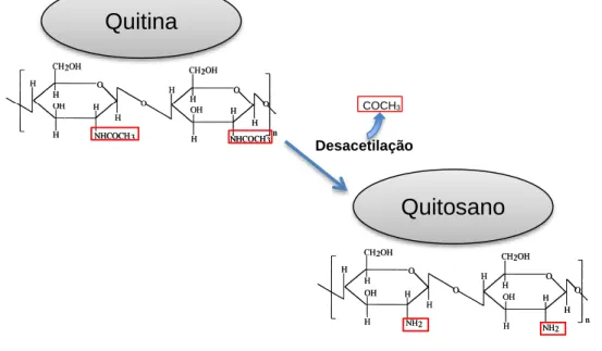 Figura 1.5 Moléculas de quitina e quitosano (adaptado de Pillet, 2010). 