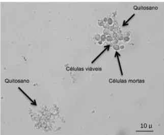 Figura 1.2 Observação microscópica de quitosano e Saccharomyces cerevisiae no vinho (x400)