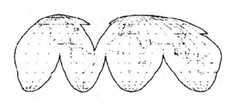 Figura 2.  Globo Terrestre.