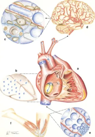 Fig. 2 - Foramen oval patente 
