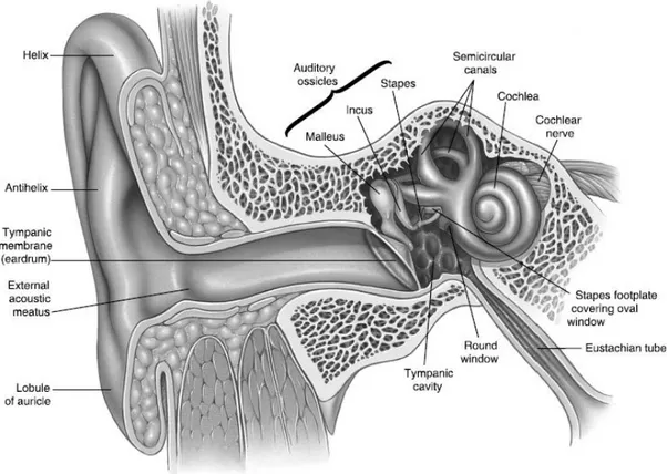Fig. 3 - Anatomia do ouvido médio e interno 