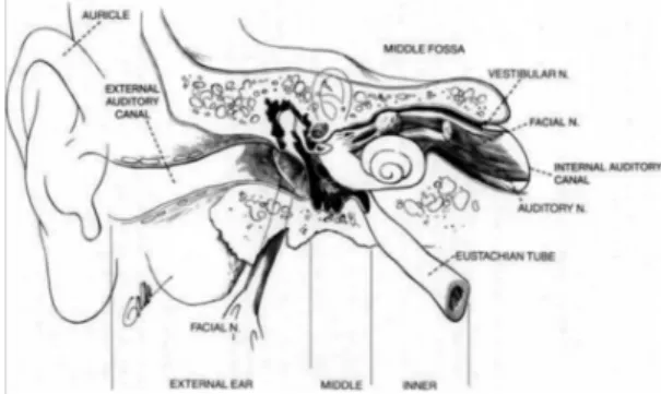 Figura 1. Wilson-Nadol-Randolph . The Clinical Handbook of Ear,  Nose and Throat disorders