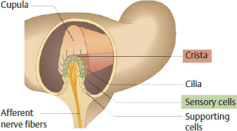 Figura 4. Probst-Grevers-Iro .   Basic Otorhinolaryngology. Thieme; 2006