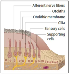Figura 5. Probst-Grevers-Iro .   Basic Otorhinolaryngology. Thieme; 2006