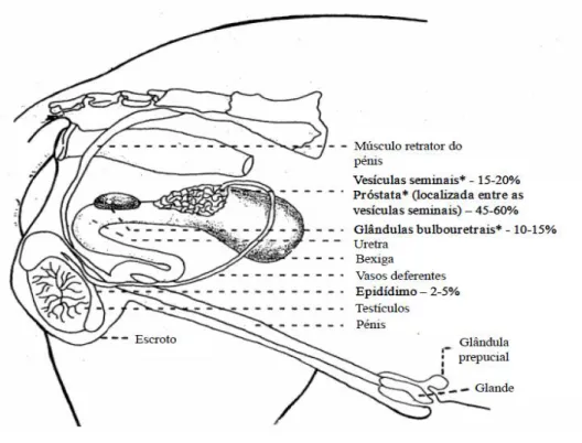 Figura  1  –  Anatomia  reprodutiva  e  contribuição  do  epidídimo  e  das  glândulas  sexuais  acessórias  para  o  volume  final  do  ejaculado  do  varrasco  (adaptado  de  Hollandbeck  e  Foley,  1964)