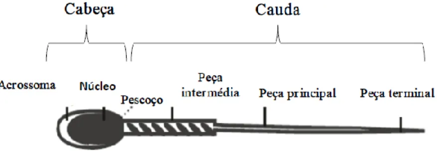 Figura 2 - Morfologia normal de um espermatozoide maduro de varrasco (adaptado de Briz e  Fàbrega, 2013)