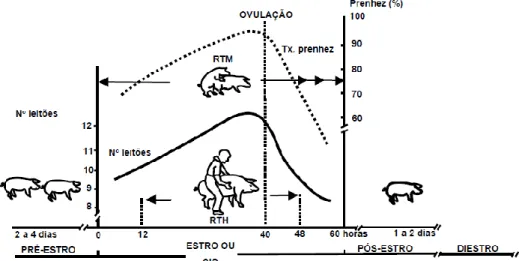 Figura 8 - Comportamento duma porca em cio (adaptado de Ptaszynska, 2007) 