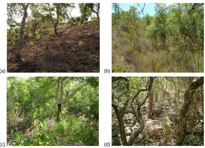 Figure 2.2 Examples of cork oak forest stands at different times after mechanical clearing disturbance  of the understorey vegetation: (a) two years, (b) 15 years, (c) 40 years and (d) 70 years.
