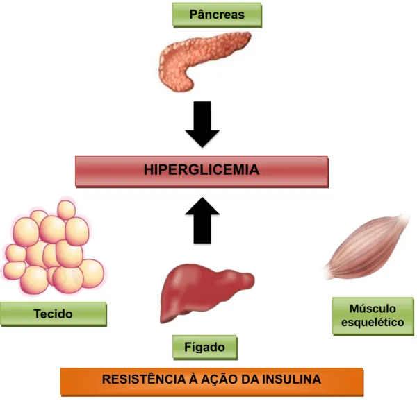 Figura  1.  Esquema  simplificado  da  fisiopatologia  do  DM2.  A  resistência  à  ação  da  insulina,  em  particular  no  fígado,  tecido  adiposo  e  músculo  esquelético,  em  conjunto  com  disfunção  secretória  da  célula  beta  pancreática,  deter