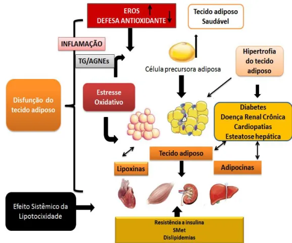 Figura  2.  Tecido  adiposo,  estresse  oxidativo  e  fisiopatologia  de  doenças  metabólicas