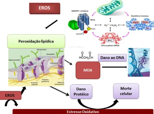 Figura  3.  Formação  de  Espécies  Reativas  de  Oxigênio  (EROS)  e  estresse  oxidativo