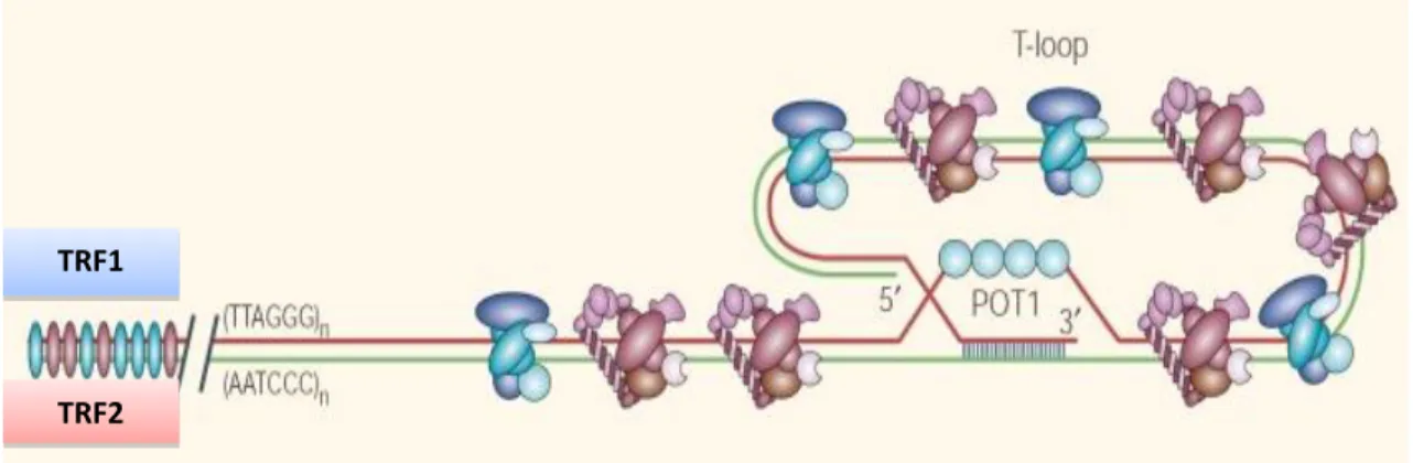 Figura 5. Estrutura proposta para o complexo telomérico humano. Os telômeros são constituídos de  repetições  da  seqüência  TTAGGG  (e  de  sua  seqüência  complementar,  na  estrutura  da  dupla  hélice  de  DNA), e na fita com extremidade 3’ livre há pr
