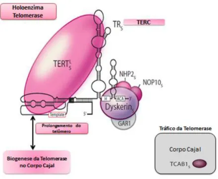Figura  6  O  complexo  Telomerase.  O  complexo  de  enzima  telomerase  é  composto  pela  TERT  (transcriptase  reversa)  e  TERC(TR  ou  RNA  telomerase)que  contém  um  motivo  3'H/ACA  que  se  liga  à  proteína  disquerina,  a  qual  faz  parte  de 