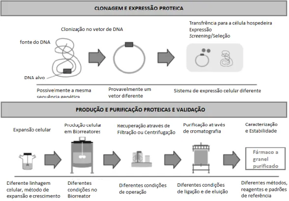 Figura 2 – Processo de produção de fármacos biológicos e possíveis variações entre a produção do  fármaco original e do biossimilar