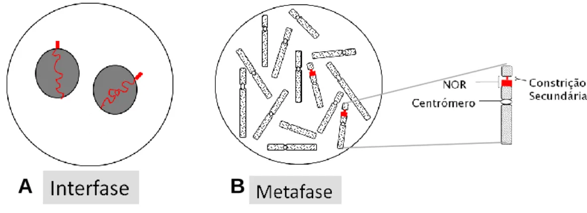 Figura  1.  Representação  esquemática  do  NOR  (Adaptado de (Neves et al., 2005)) 