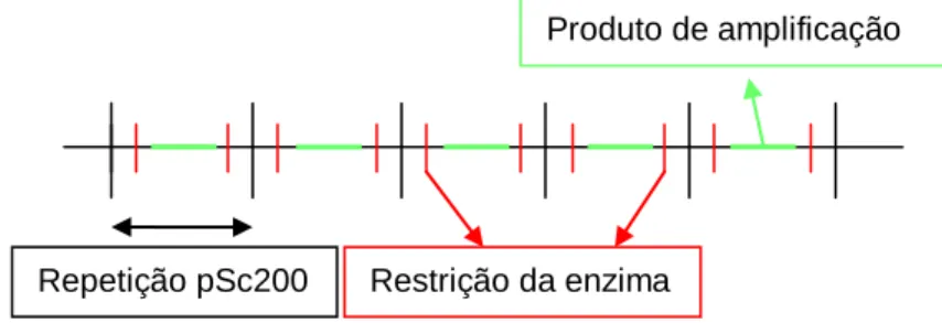 Figura 3: representação esquemática dos locais de restrição da enzima BfaI  
