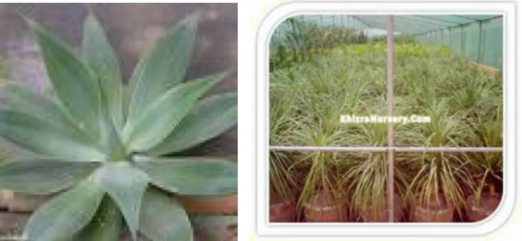 Figure 3.1: Examples of blurred and noisy images discarded by the author discretion.
