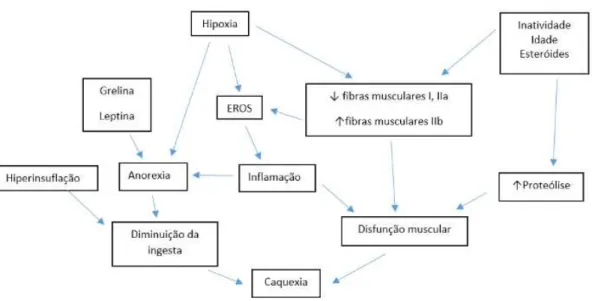 Figura 1 : Mecanismo proposto que explica o papel da hipoxia em situações de caquexia  (adaptado de Raguso CA, Nutrition 2011 3 )  