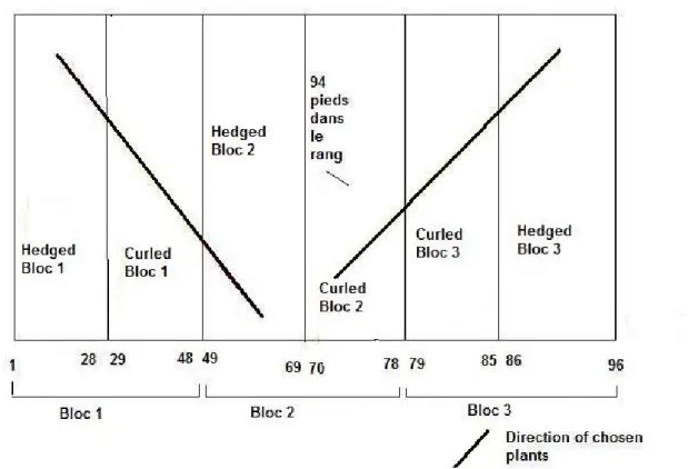 Figure 5: Distribution of selected Merlot plants in the experimental plot of Canon La Gaffelliere  in Saint Emilion 