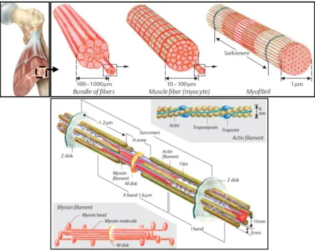 Figure 4. Different levels of organization of the muscle-tendon.  