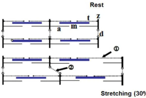 Figure 8. Diagram of the sarcomere at rest and during a stretch of 30% in eccentric contraction
