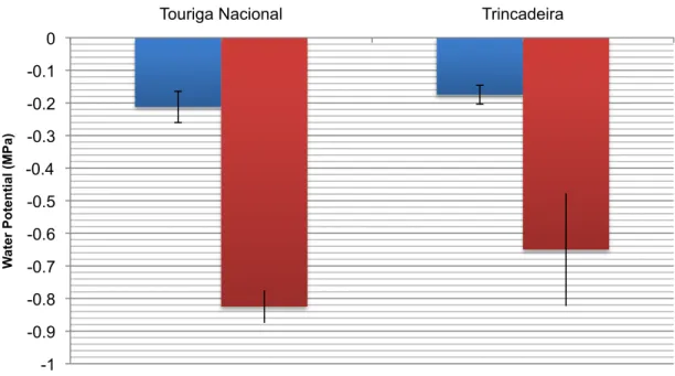 Figure 4.3: The predawn leaf water potential during maturation for Non Irrigated and Fully Irrigated  and for Touriga Nacional and Trincadeira