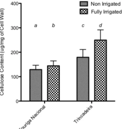 Figure 5.4: Total cell wall cellulose content ( µ g/mg of Cell Wall). Different letters signify  significant difference following an All Pairwise Multiple Comparison Procedure (Bonferroni 