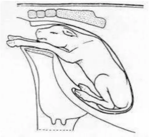 Figure 2: The foetal eutocic disposition (Meijer, 2005) 