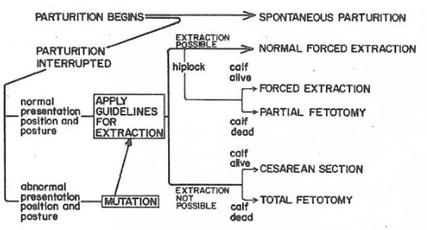 Figure 3: Flow pattern for parturition (Schuijt &amp; Ball, 1980) 