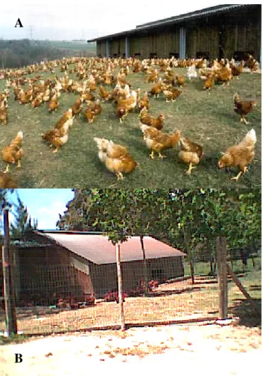 Figure 1.1 Free-range poultry in fixed houses. 