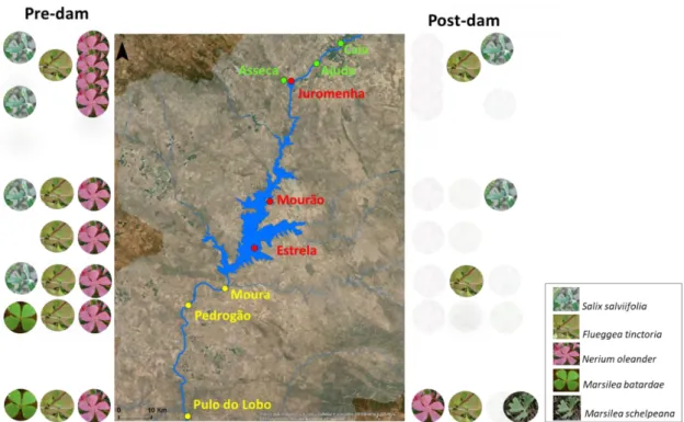 Figure  3.  Illustration  of  species  occurrence  in  core-sites  of  five  species  with  conservation  interest  before (left side of the image) and after (right side of the image) the Alqueva Dam implementation