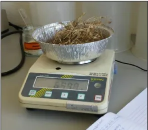 Figure 3 - Weighing of the 2014 biomass.