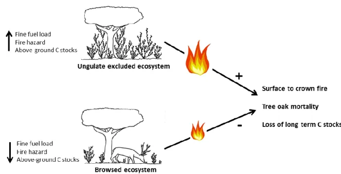 Figure  1.  Conceptual  model  depicting  analyzed  oak  forest  community  interactions  and  long - -term  ecosystem  services  trade-offs  provided  by  ungulate  herbivory