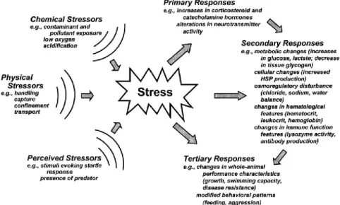 Figure  1.4  Fish  responses  to  stressors.  External  physical,  chemical  and  other  perceived  stressors  act  on  the  fish  organism resulting in physiological changes and other associated effects