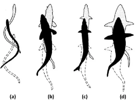 Figure 1.5 Swimming modes and swimming progression illustration associated with body and caudal fin swimming  movements  from  (a)  anguilliform,  (b)  subcarangiform,  (c)  carangiform  and  (d)  thunniform  mode