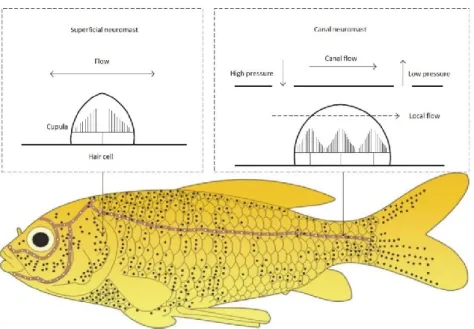 Figure 1.7 Lateral line (light brown line) and neuromasts (black and white dots) of a fish