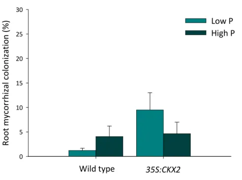 Figure 3. Percentage of mycorrhiza root colonization of the wild type and 35S:CKX2 line as affected by P amendment