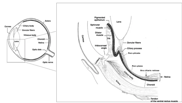 Figure 1  -  Structural components of the eye in a sagittal section and emphasizing the topography of the cornea, iris, ciliary  body and sclera