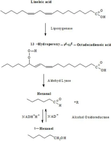 Figure 3: Genesis of hexanol due to oxidation of Linoleic acid. Described by Drawert (1974)